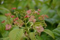 Klimhortensia 'Crug Coral' - thumbnail