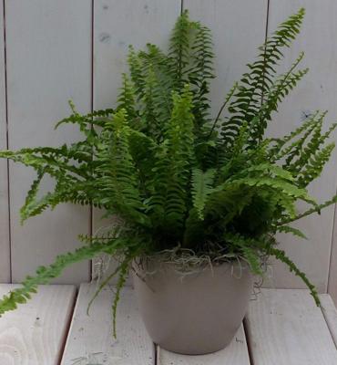 Koningsvaren taupe pot 30 cm Warentuin Natuurlijk - Warentuin natuurlijk