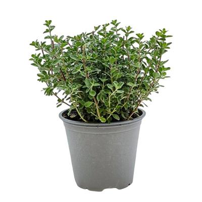 Marjolein Origanum majorana kruidenplant Warentuin Natuurlijk - Warentuin natuurlijk