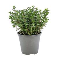 Marjolein Origanum majorana kruidenplant Warentuin Natuurlijk - Warentuin natuurlijk - thumbnail