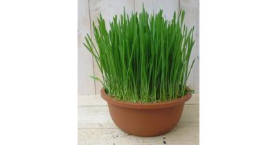 2 stuks! Kattengras Cyperus Warentuin Natuurlijk - Warentuin natuurlijk 2 stuks! Kattengras Cyperus Warentuin Natuurlijk - Warentuin natuurlijk