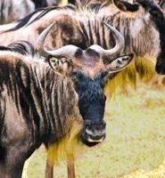 Animal Essences Wildebeest 30 Milliliter - thumbnail