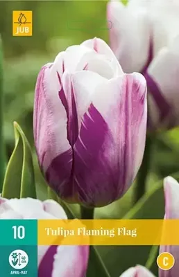 Tulp flaming flag 7 bollen