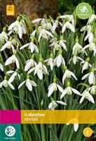 Galanthus elwesii 25 bollen - thumbnail