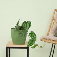 Piper Sylvaticum - P15 - thumbnail