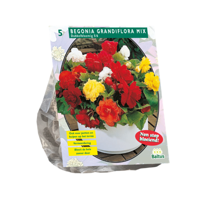 Bloembollen Begonia Dubbel Mix 5 stuks Baltus - Baltus Bloembollen Begonia Dubbel Mix 5 stuks Baltus - Baltus