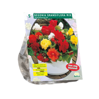 Bloembollen Begonia Dubbel Mix 5 stuks Baltus - Baltus - thumbnail