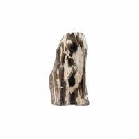 Fossiel Hout uit Java Gepolijst - thumbnail