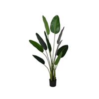 Deco strelitzia d80h150cm groen HBX Deco - Hbx deco - thumbnail