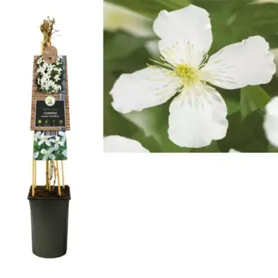 Witte bosrank (Clematis montana "Grandiflora") klimplant