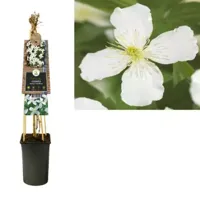 Witte bosrank (Clematis montana "Grandiflora") klimplant - thumbnail