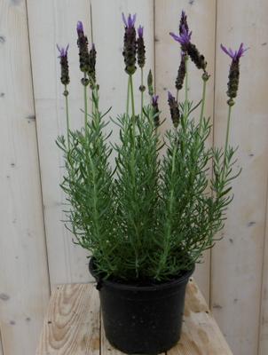 Kuiflavendel Lavandula stoechas blauw GROOT Warentuin Natuurlijk - Warentuin natuurlijk