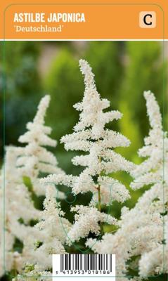 Vips Astilbe japonica Deutschland - Spirea