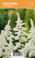Vips Astilbe japonica Deutschland - Spirea - thumbnail