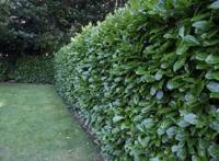 Laurier haag - thumbnail