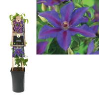 Klimplant Clematis Mrs. N. Thompson - Violet Bosrank - thumbnail