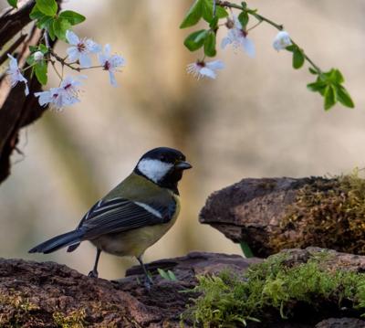 Tuinschilderij koolmees blsm 70x50 Customize-it - Customize it