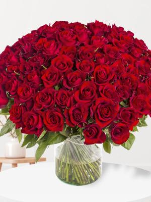 100 rode rozen - XL rozen - EverRed