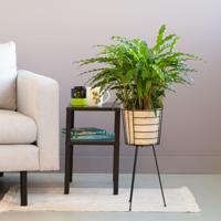 Calathea Rufibarba - Schaduwplant - P17 - thumbnail