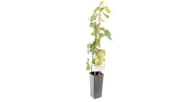 Witte druif (vitis vinifera "Solaris") fruitplanten