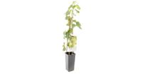 Witte druif (vitis vinifera "Solaris") fruitplanten - thumbnail