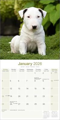 Bull Terrier Kalender 2026