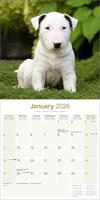 Bull Terrier Kalender 2026 - thumbnail