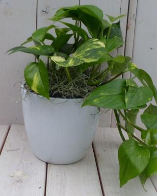 Epipremnum geelgroen witte pot 25 cm Warentuin Natuurlijk - Warentuin natuurlijk
