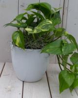 Epipremnum geelgroen witte pot 25 cm Warentuin Natuurlijk - Warentuin natuurlijk - thumbnail