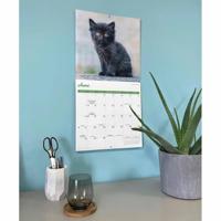 Zwarte Kittens Kalender 2026 - thumbnail