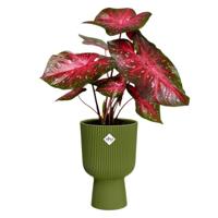 elho bloempot vibes fold coupe d14 h21cm Varengroen - thumbnail