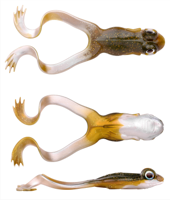 Spro Iris The Frog 12cm Brown Frog - thumbnail