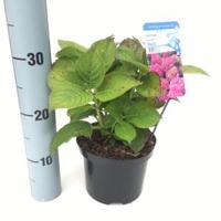 Hydrangea Macrophylla "Rosita" boerenhortensia - thumbnail