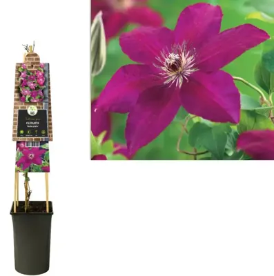 Rode bosrank (Clematis "Westerplatte") klimplant