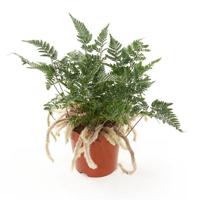 Apenpoot Varen (Humata Tyermannii) - P 12 cm - thumbnail