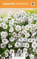 V.I.P.S. Gypsophylla cerastioides - gipskruid p9 - thumbnail