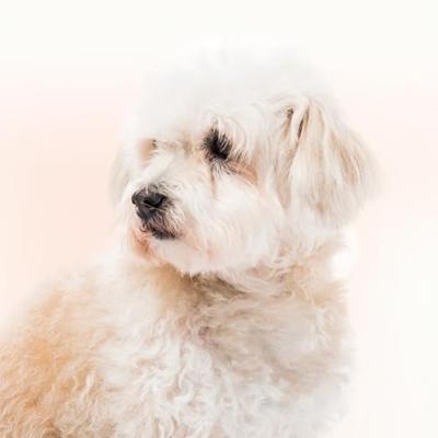 Traansmeerverwijderaar hond/kat - Beaphar