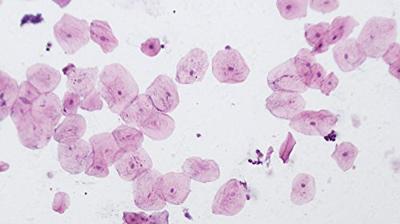 BRESSER Microscoop preparaten 10 stuks