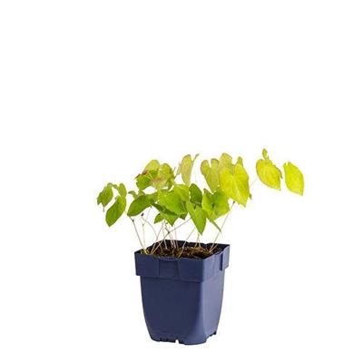 Epimedium pub. Orangekonigin vaste plant Griffioen - Griffioen