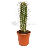 Trichocereus cactus chilensis M kamerplant - thumbnail