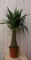 Palmlelie Yucca Elephantipes potmaat 22 cm H90-110 cm 1 dikke stam kamerplant Warentuin Natuurlijk - Warentuin natuurlijk - thumbnail