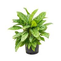 Aglaonema stripes XL hydrocultuur plant - thumbnail