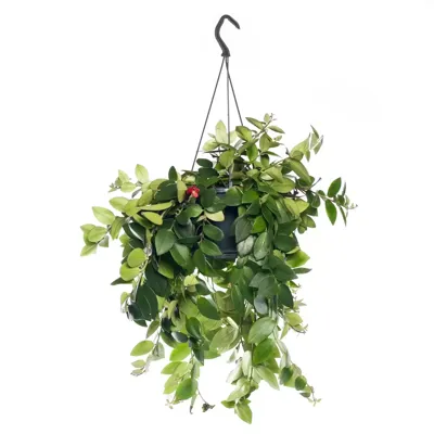 Kamerplant Aeschynanthus Monalisa ''Lipstickplant''