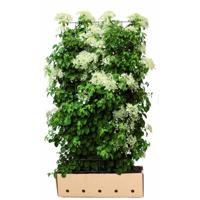 Kant & klaar haag Hydrangea anomala petiolaris 180 x 100 cm breed Klimhortensia Quickhedge - Quickhedge - thumbnail