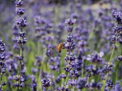 Lavendel wesp 70x50cm Tuinschilderij Customize-it - Customize it