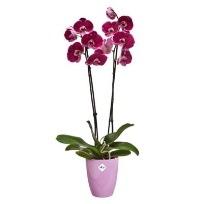 Elho brussels diamond orchidee high 12,5 violet