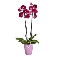 Elho brussels diamond orchidee high 12,5 violet - thumbnail