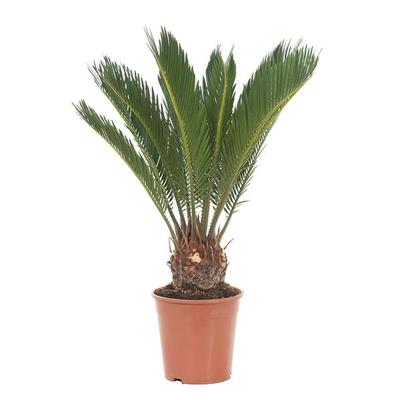 Cycas Revoluta (Vredespalm) - P 12 cm Cycas Revoluta (Vredespalm) - P 12 cm