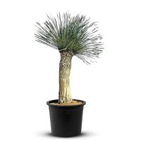 Palmboom - Yucca Rostrata - thumbnail