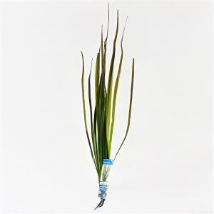 Vallisneria spiralis rood
- 10 stuks - aquarium plant Vallisneria spiralis rood
- 10 stuks - aquarium plant